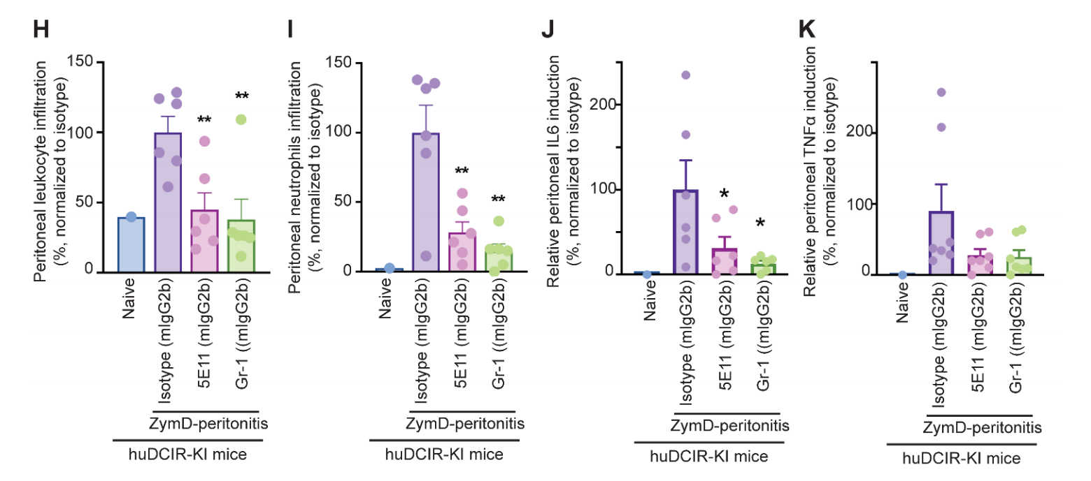 Agonistic anti-DCIR antibody inhibits ITAM-mediated inflammatory signaling and promotes immune resolution